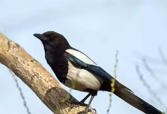 /www/bananadaily.net/web/images/image/2029/20297915.avif