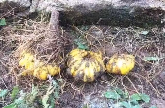 /www/bananadaily.net/web/images/image/2029/20298969.avif