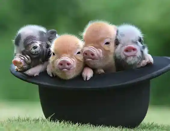 /www/bananadaily.net/web/images/image/2275/22750869.avif