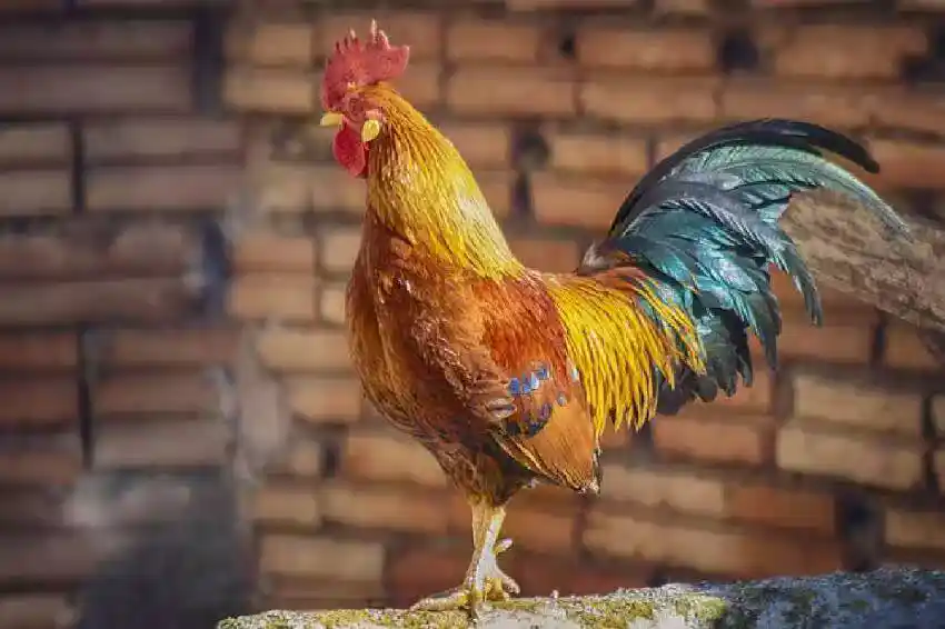 /www/bananadaily.net/web/images/image/2275/22750913.avif
